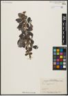 Foto von Salix aegyptiaca L.